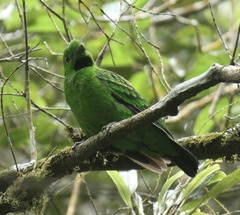 Calyptomena whiteheadi