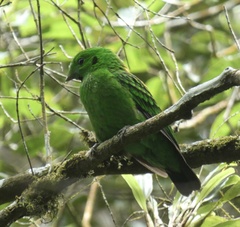 Calyptomena whiteheadi