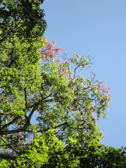 Ceiba speciosa