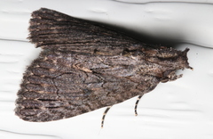 Crioa acronyctoides