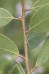 Arctostaphylos hispidula