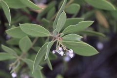 Arctostaphylos hispidula