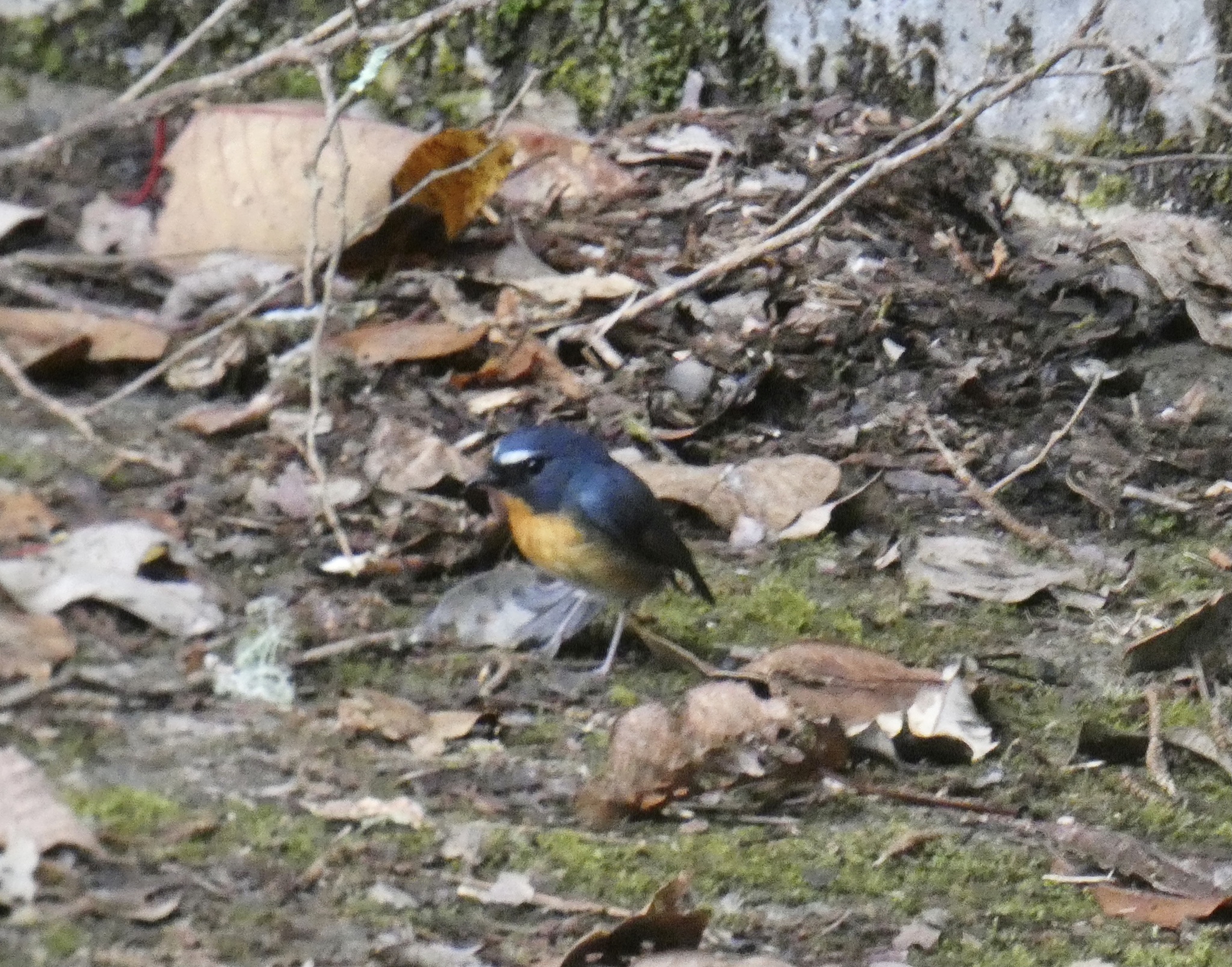 Snowy-browed Flycatcher