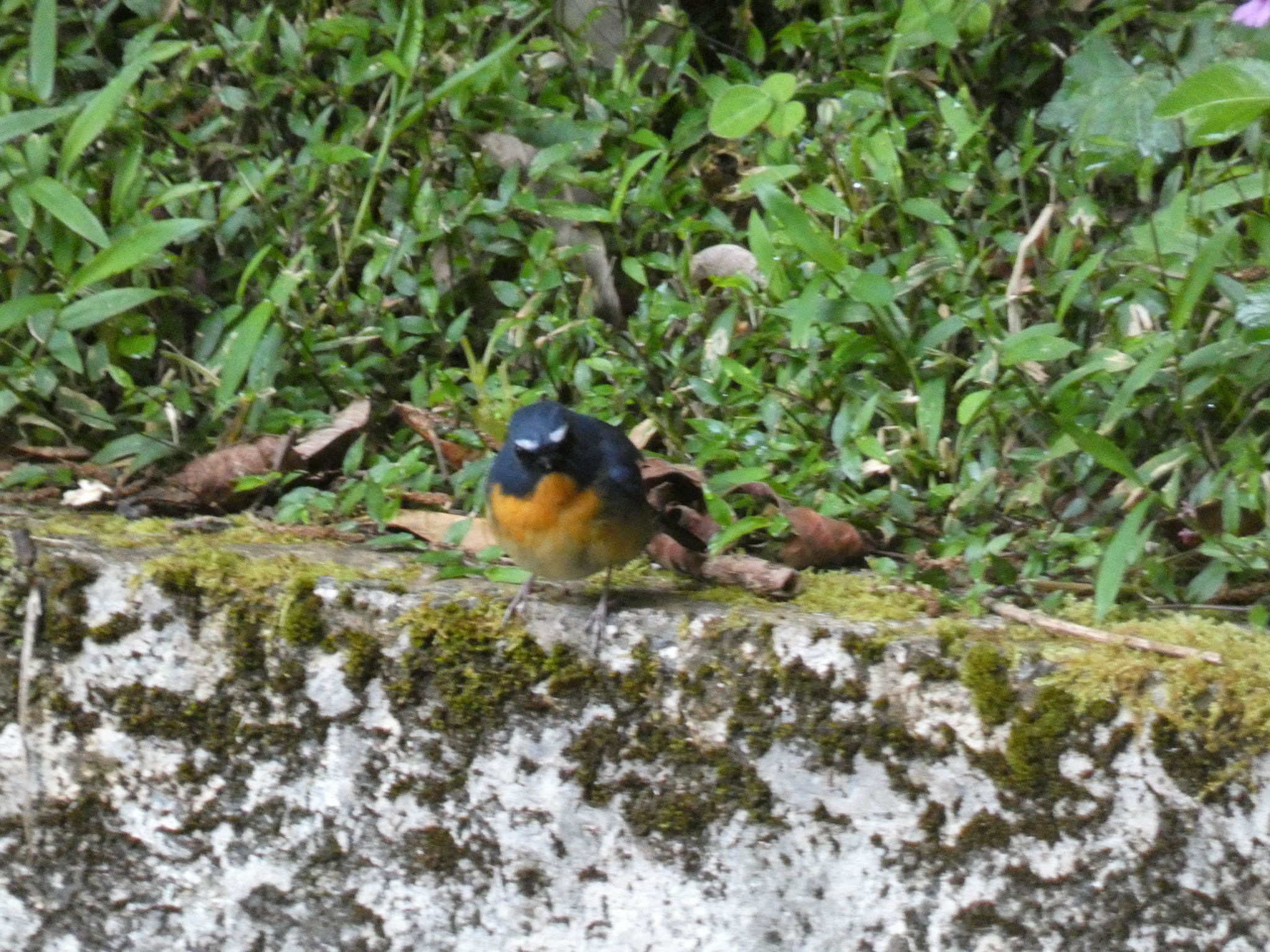 Snowy-browed Flycatcher