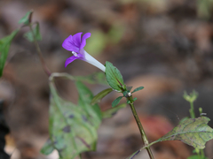 Barleria prattensis