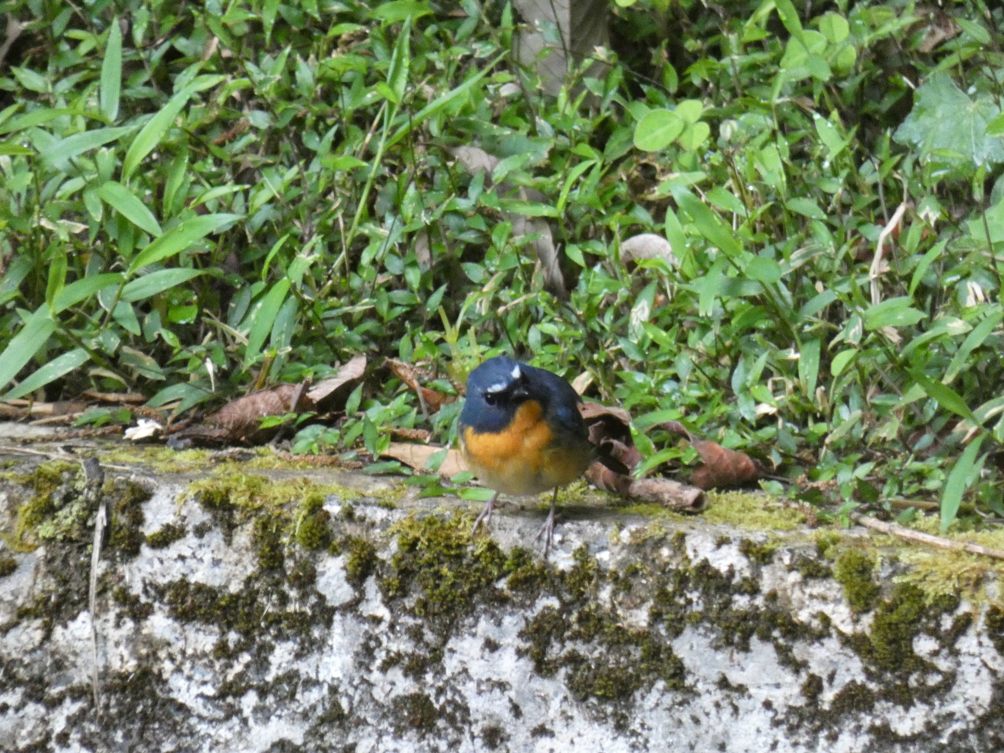 Snowy-browed Flycatcher