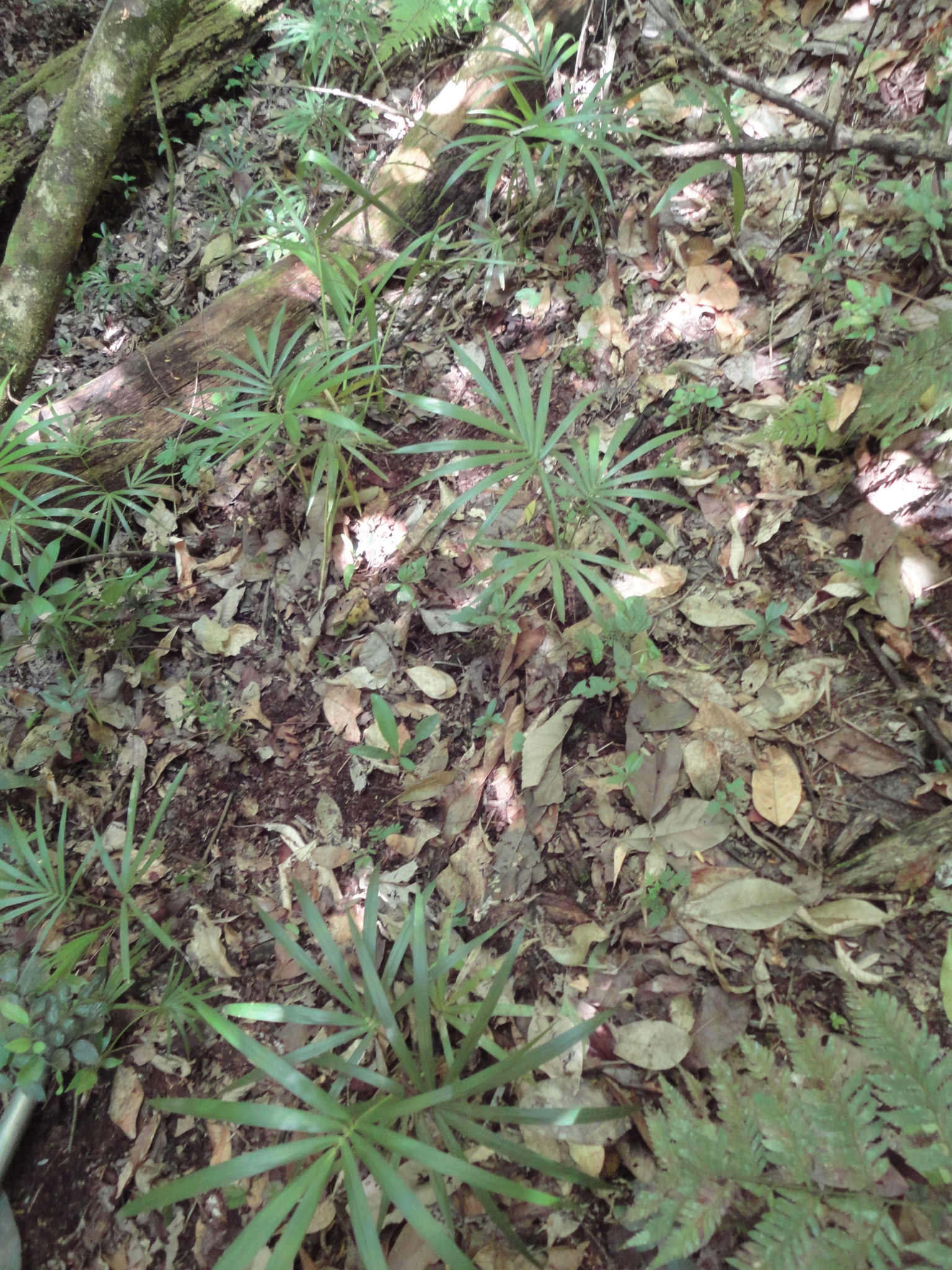 Euterpe edulis