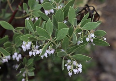 Arctostaphylos hispidula