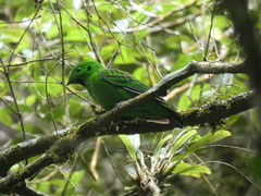 Calyptomena whiteheadi