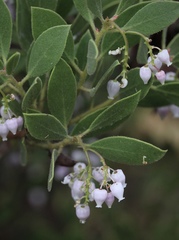 Arctostaphylos hispidula