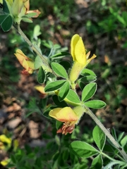 Chamaecytisus hirsutus