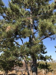 Pinus tabuliformis