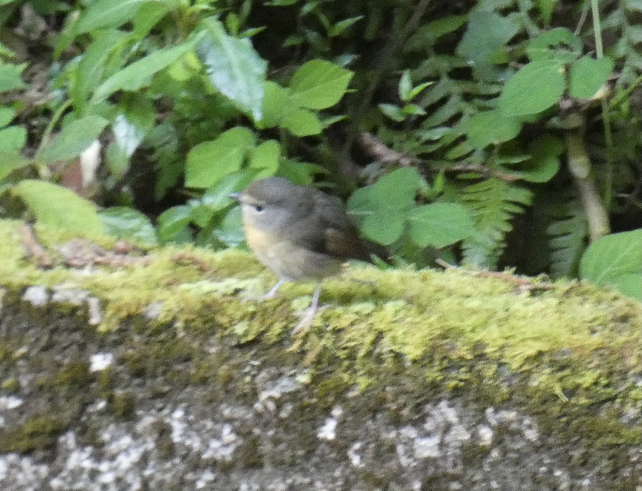Snowy-browed Flycatcher