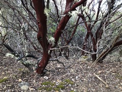 Arctostaphylos hispidula