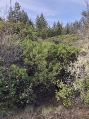 Arctostaphylos hispidula