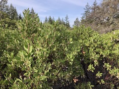 Arctostaphylos hispidula