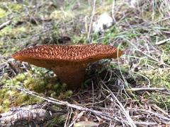 Tricholomopsis scabra