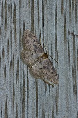 Idaea inquinata