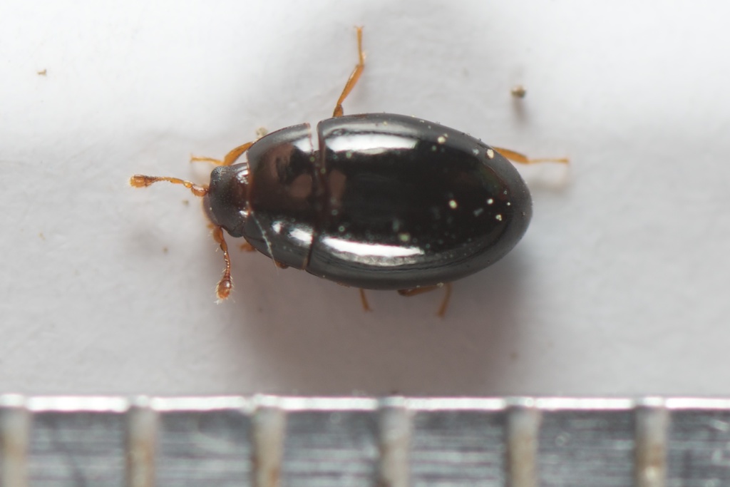 Euxestidae