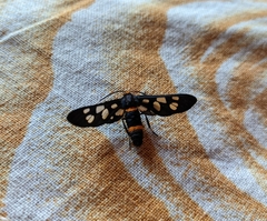 Amata