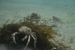 Leptomithrax gaimardii