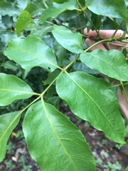 Polyscias australiana