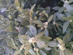 Buxus sempervirens