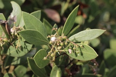 Arctostaphylos hispidula