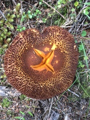 Tricholomopsis scabra