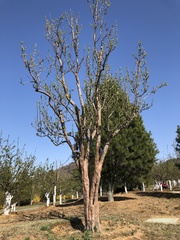 Pseudocydonia sinensis