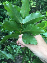 Polyscias australiana