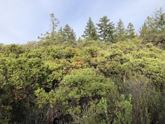 Arctostaphylos hispidula