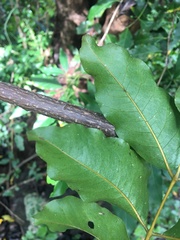 Polyscias australiana