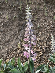 Lupinus sericatus