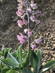 Lupinus sericatus