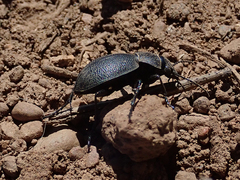 Calosoma luxatum