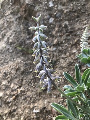 Lupinus sericatus