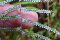 Gleichenia inclusisora