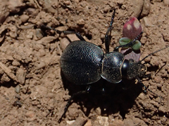 Calosoma luxatum