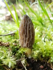 Morchella norvegiensis