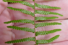 Gleichenia inclusisora