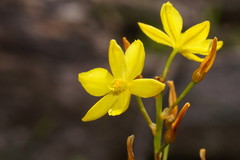 Bulbine semibarbata