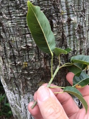 Brachychiton compactus