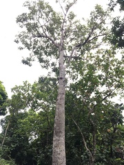 Brachychiton compactus