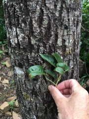 Brachychiton compactus