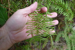 Gleichenia inclusisora