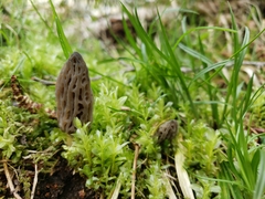 Morchella norvegiensis