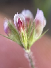 Trifolium bifidum decipiens