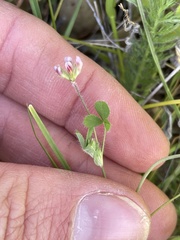 Trifolium bifidum decipiens