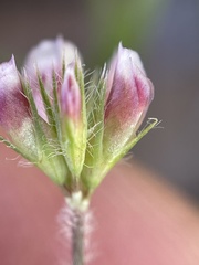 Trifolium bifidum decipiens